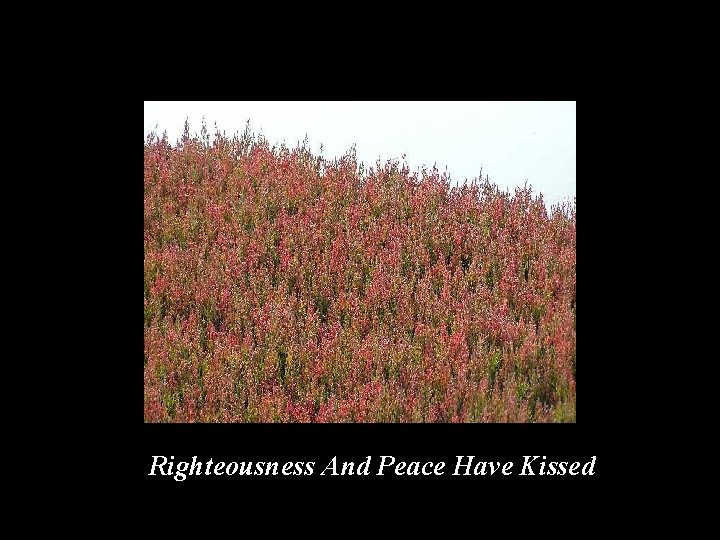 Righteousness And Peace Have Kissed 