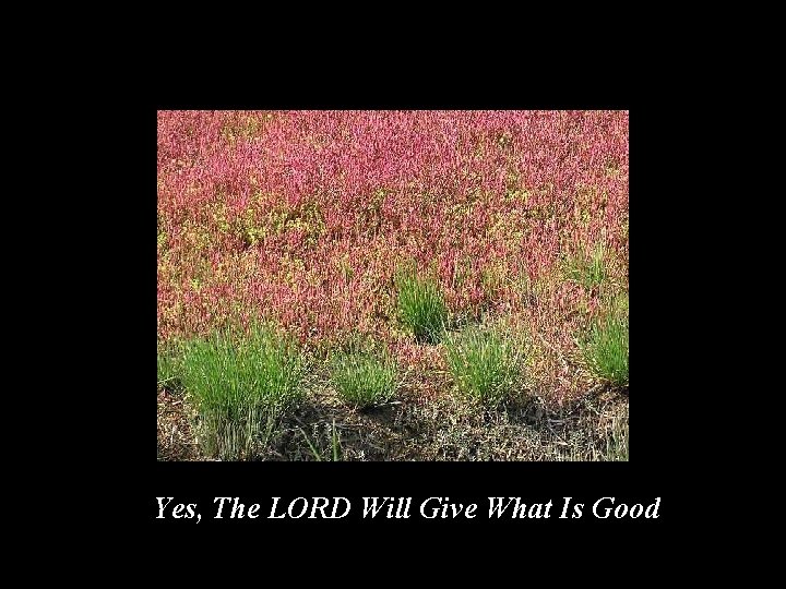 Yes, The LORD Will Give What Is Good 