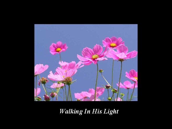 Walking In His Light 