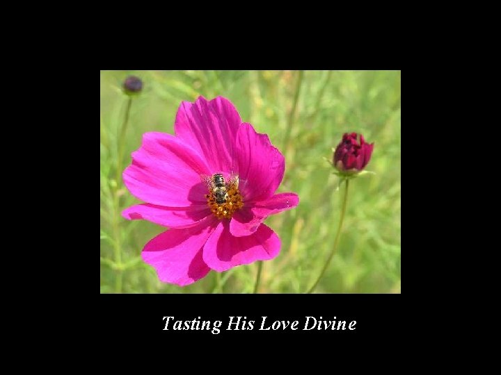 Tasting His Love Divine 