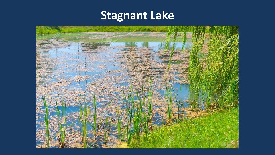 Stagnant Lake 