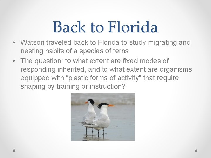 Back to Florida • Watson traveled back to Florida to study migrating and nesting