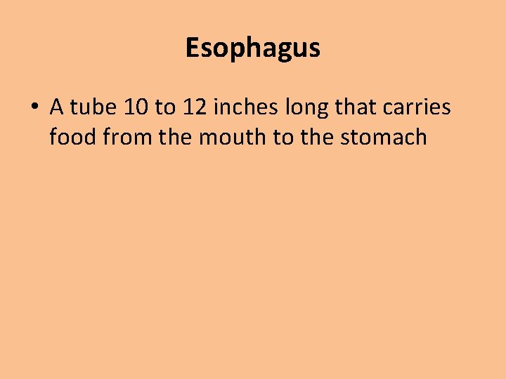 Esophagus • A tube 10 to 12 inches long that carries food from the