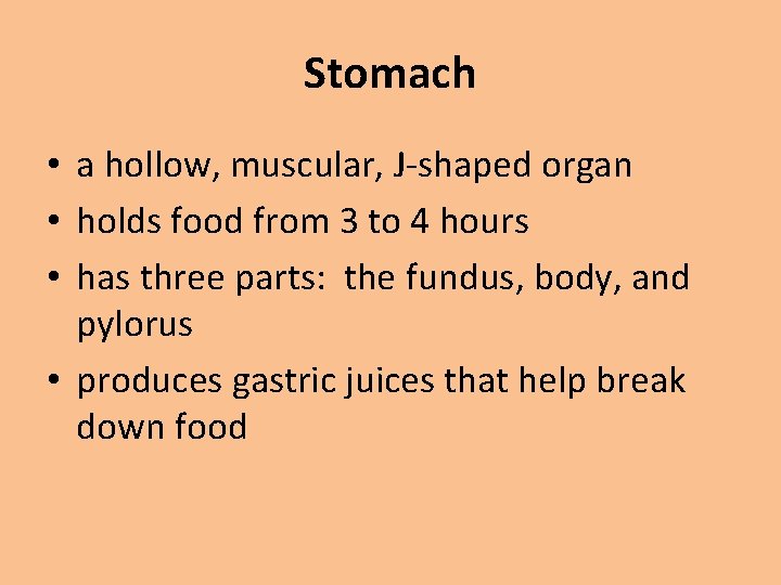Stomach • a hollow, muscular, J-shaped organ • holds food from 3 to 4