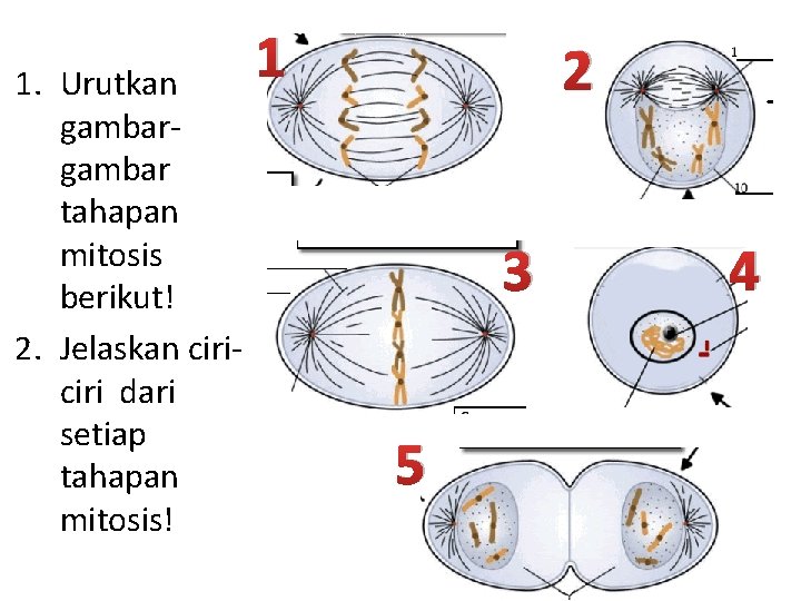 1. Urutkan gambar tahapan mitosis berikut! 2. Jelaskan ciri dari setiap tahapan mitosis! 1