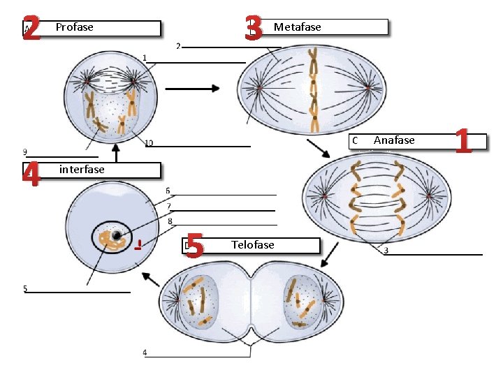 2 3 Profase Metafase Anafase 4 interfase 5 Telofase 1 