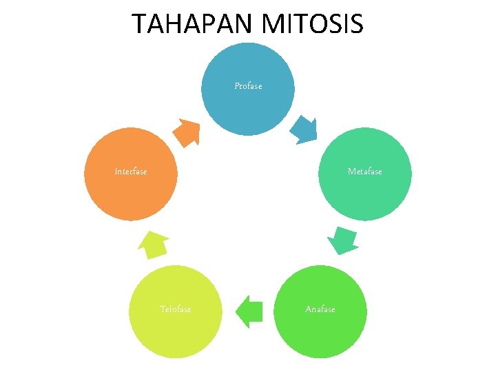TAHAPAN MITOSIS Profase Interfase Metafase Telofase Anafase 