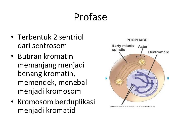 Profase • Terbentuk 2 sentriol dari sentrosom • Butiran kromatin memanjang menjadi benang kromatin,