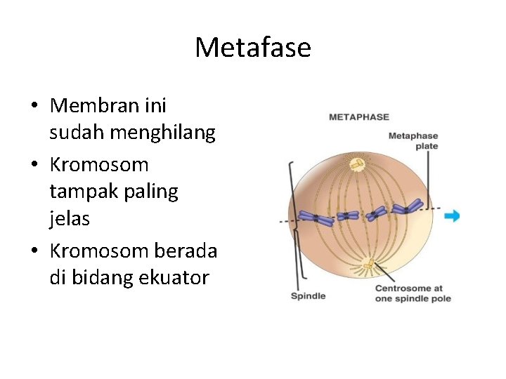 Metafase • Membran ini sudah menghilang • Kromosom tampak paling jelas • Kromosom berada