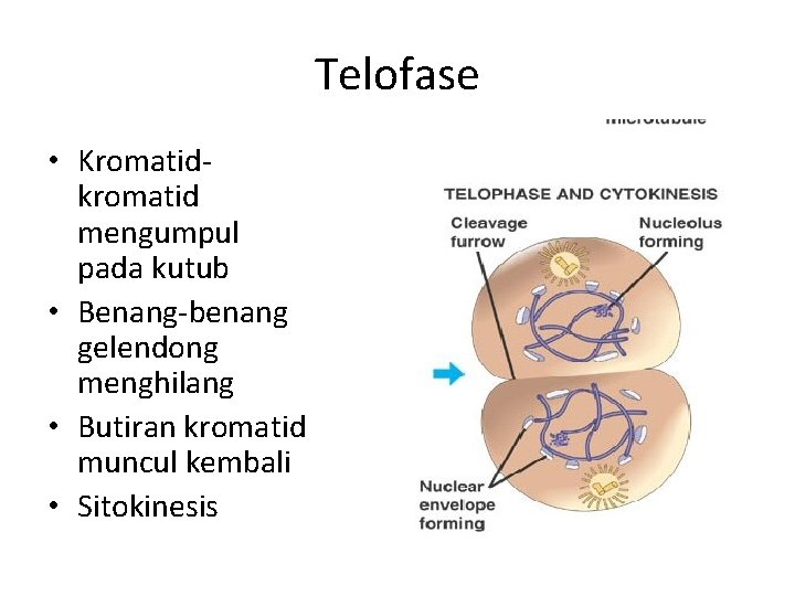 Telofase • Kromatidkromatid mengumpul pada kutub • Benang-benang gelendong menghilang • Butiran kromatid muncul