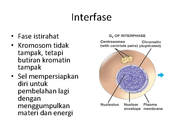 Interfase • Fase istirahat • Kromosom tidak tampak, tetapi butiran kromatin tampak • Sel