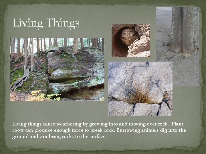 Living Things Living things cause weathering by growing into and moving over rock. Plant