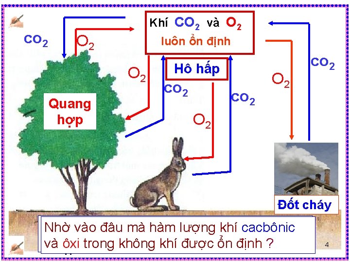 co 2 Khí CO 2 và O 2 luôn ổn định O 2 Quang