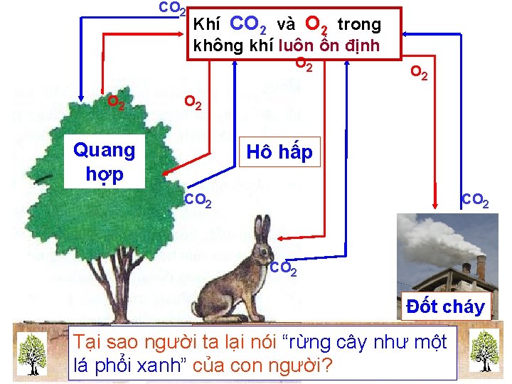 CO 2 Khí CO 2 và O 2 trong không khí luôn ổn định