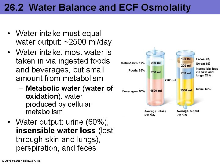 26. 2 Water Balance and ECF Osmolality • Water intake must equal water output:
