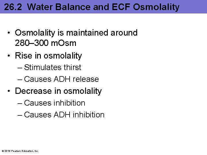 26. 2 Water Balance and ECF Osmolality • Osmolality is maintained around 280– 300