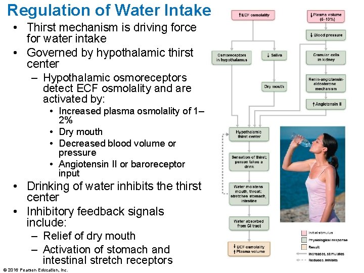 Regulation of Water Intake • Thirst mechanism is driving force for water intake •