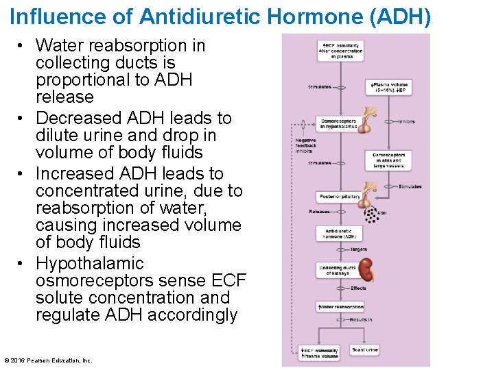 Influence of Antidiuretic Hormone (ADH) • Water reabsorption in collecting ducts is proportional to