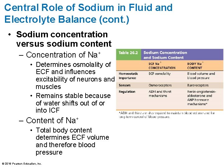 Central Role of Sodium in Fluid and Electrolyte Balance (cont. ) • Sodium concentration