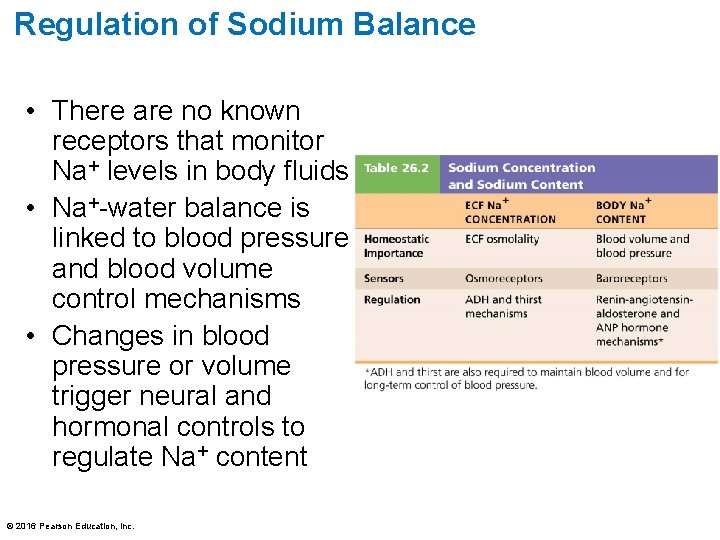 Regulation of Sodium Balance • There are no known receptors that monitor Na+ levels