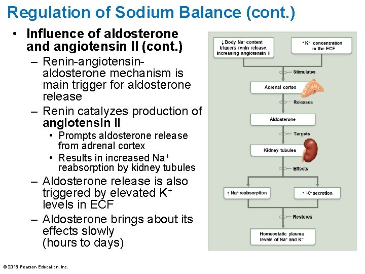 Regulation of Sodium Balance (cont. ) • Influence of aldosterone and angiotensin II (cont.