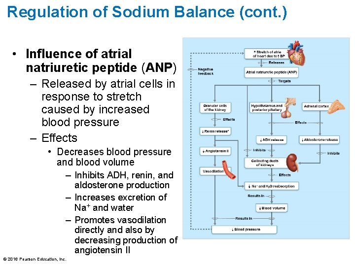 Regulation of Sodium Balance (cont. ) • Influence of atrial natriuretic peptide (ANP) –