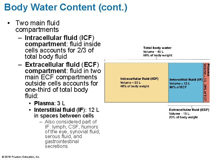 Body Water Content (cont. ) • Two main fluid compartments – Intracellular fluid (ICF)