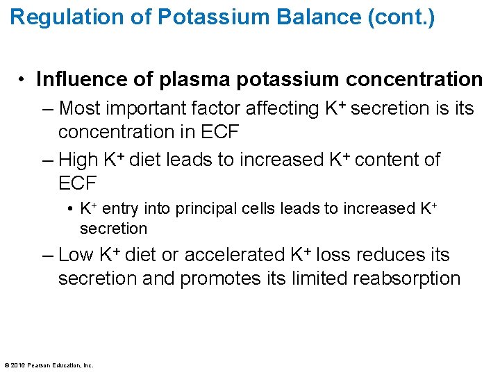 Regulation of Potassium Balance (cont. ) • Influence of plasma potassium concentration – Most