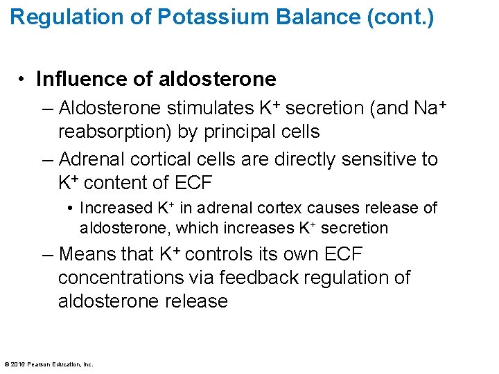 Regulation of Potassium Balance (cont. ) • Influence of aldosterone – Aldosterone stimulates K+