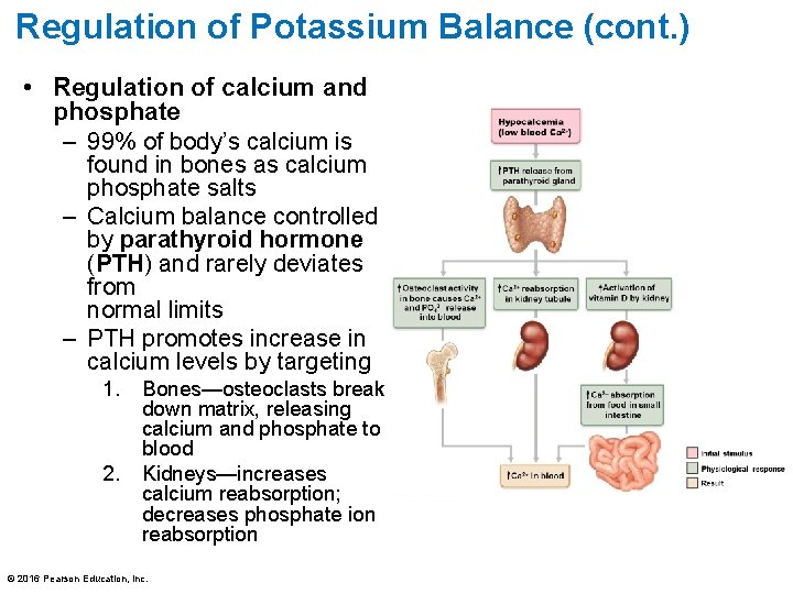 Regulation of Potassium Balance (cont. ) • Regulation of calcium and phosphate – 99%