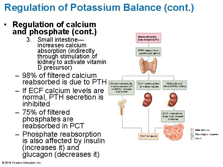 Regulation of Potassium Balance (cont. ) • Regulation of calcium and phosphate (cont. )