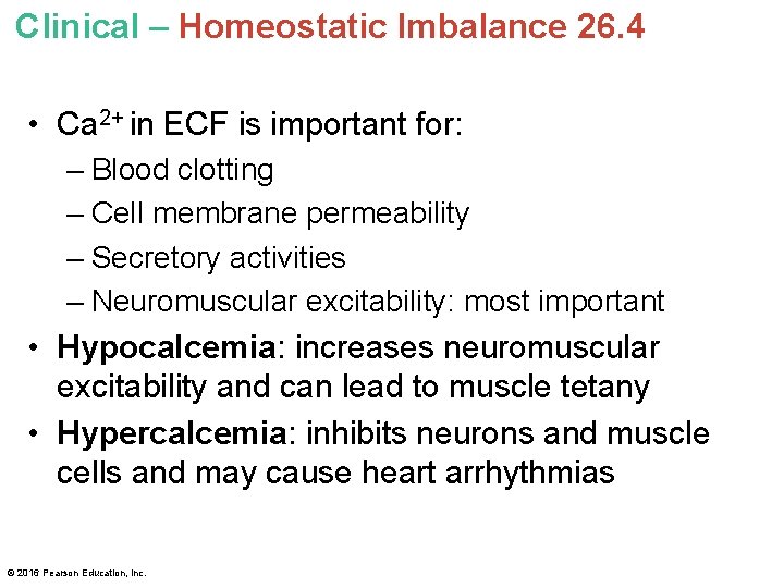 Clinical – Homeostatic Imbalance 26. 4 • Ca 2+ in ECF is important for:
