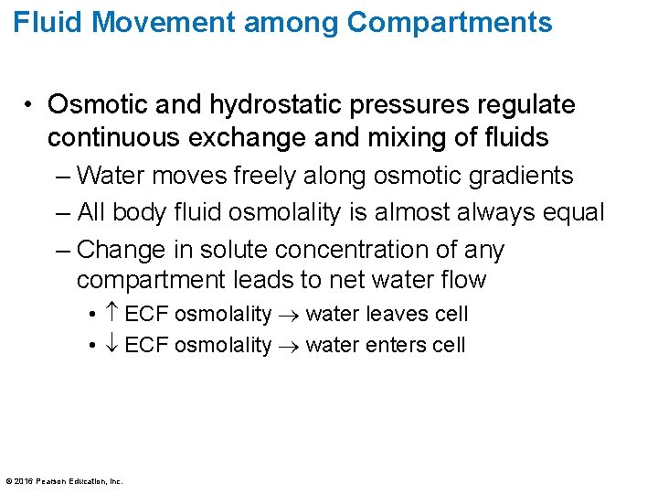 Fluid Movement among Compartments • Osmotic and hydrostatic pressures regulate continuous exchange and mixing