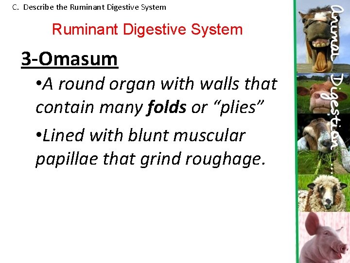 C. Describe the Ruminant Digestive System 3 -Omasum • A round organ with walls C. Describe the Ruminant Digestive System 3 -Omasum • A round organ with walls