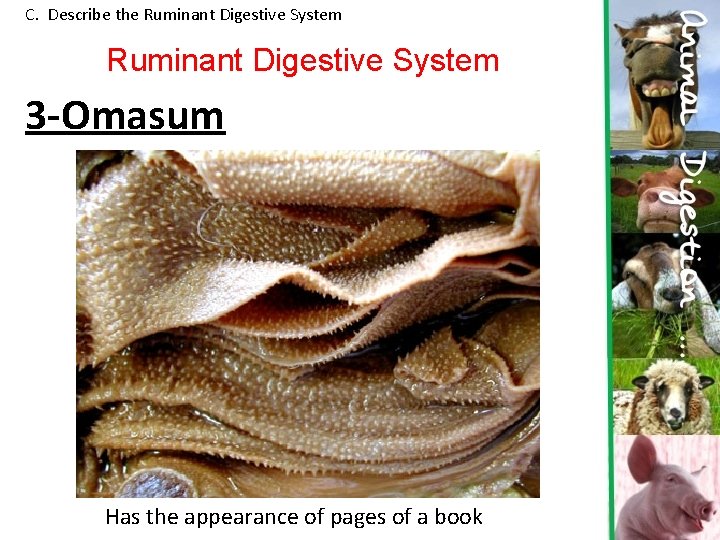 C. Describe the Ruminant Digestive System 3 -Omasum Has the appearance of pages of C. Describe the Ruminant Digestive System 3 -Omasum Has the appearance of pages of