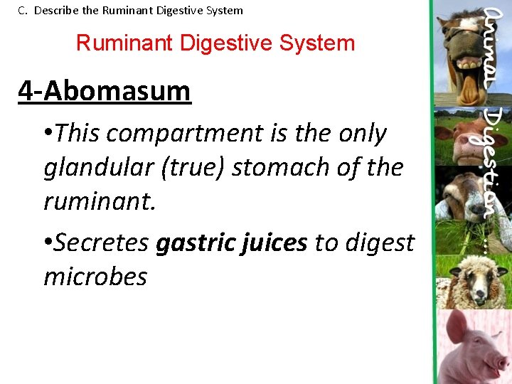 C. Describe the Ruminant Digestive System 4 -Abomasum • This compartment is the only C. Describe the Ruminant Digestive System 4 -Abomasum • This compartment is the only
