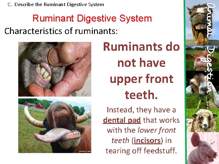 C. Describe the Ruminant Digestive System Characteristics of ruminants: Ruminants do not have upper C. Describe the Ruminant Digestive System Characteristics of ruminants: Ruminants do not have upper