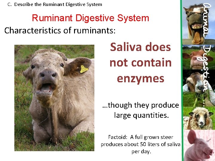 C. Describe the Ruminant Digestive System Characteristics of ruminants: Saliva does not contain enzymes C. Describe the Ruminant Digestive System Characteristics of ruminants: Saliva does not contain enzymes