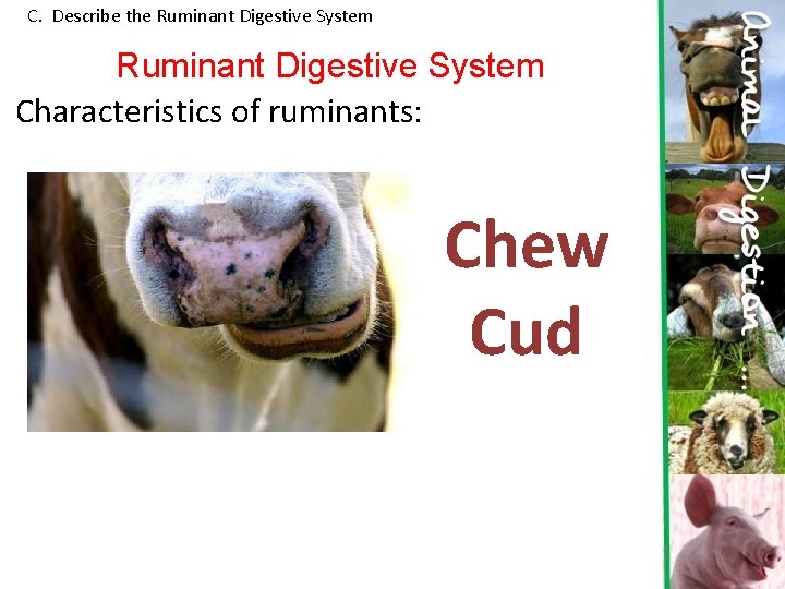 C. Describe the Ruminant Digestive System Characteristics of ruminants: Chew Cud  C. Describe the Ruminant Digestive System Characteristics of ruminants: Chew Cud