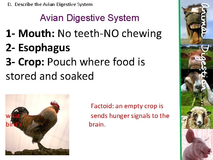 D. Describe the Avian Digestive System 1 - Mouth: No teeth-NO chewing 2 - D. Describe the Avian Digestive System 1 - Mouth: No teeth-NO chewing 2 -