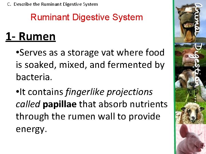 C. Describe the Ruminant Digestive System 1 - Rumen • Serves as a storage C. Describe the Ruminant Digestive System 1 - Rumen • Serves as a storage