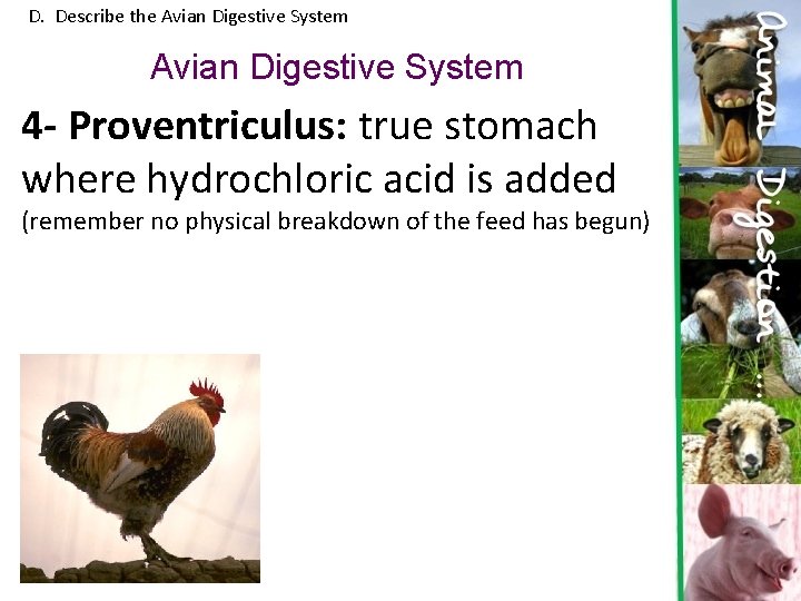 D. Describe the Avian Digestive System 4 - Proventriculus: true stomach where hydrochloric acid D. Describe the Avian Digestive System 4 - Proventriculus: true stomach where hydrochloric acid