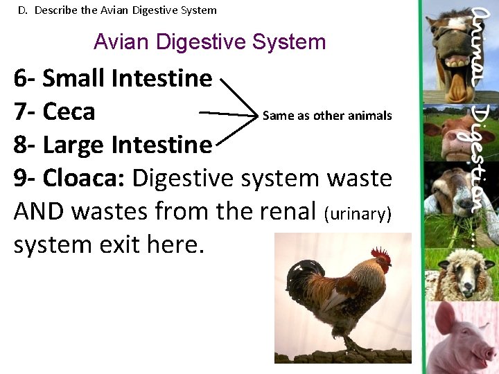 D. Describe the Avian Digestive System 6 - Small Intestine 7 - Ceca Same D. Describe the Avian Digestive System 6 - Small Intestine 7 - Ceca Same