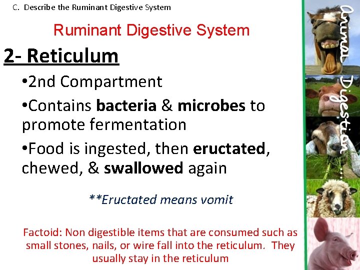 C. Describe the Ruminant Digestive System 2 - Reticulum • 2 nd Compartment • C. Describe the Ruminant Digestive System 2 - Reticulum • 2 nd Compartment •