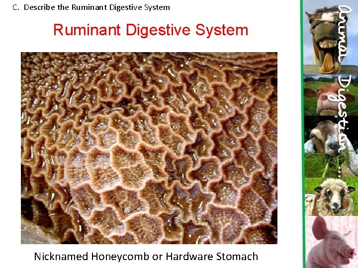 C. Describe the Ruminant Digestive System Nicknamed Honeycomb or Hardware Stomach  C. Describe the Ruminant Digestive System Nicknamed Honeycomb or Hardware Stomach