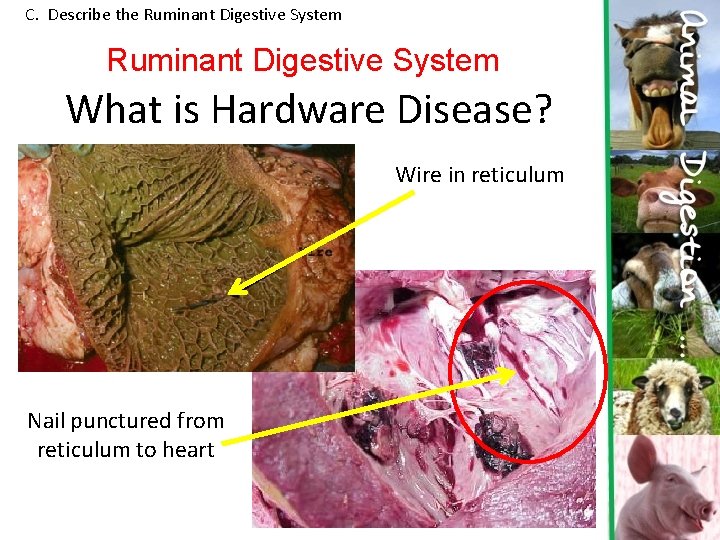 C. Describe the Ruminant Digestive System What is Hardware Disease? Wire in reticulum Nail C. Describe the Ruminant Digestive System What is Hardware Disease? Wire in reticulum Nail