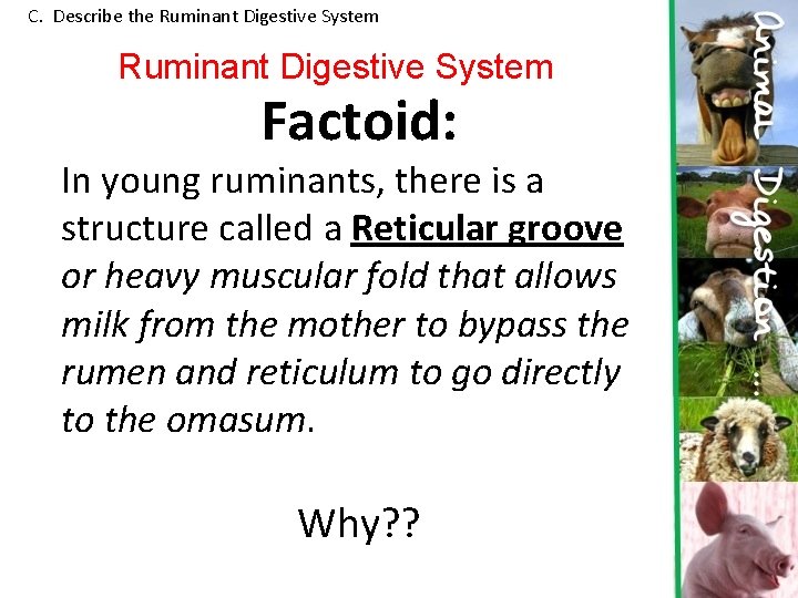 C. Describe the Ruminant Digestive System Factoid: In young ruminants, there is a structure C. Describe the Ruminant Digestive System Factoid: In young ruminants, there is a structure
