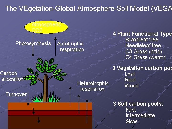 The VEgetation-Global Atmosphere-Soil Model (VEGA Atmospheric CO 2 Photosynthesis Carbon allocation Turnover Autotrophic respiration