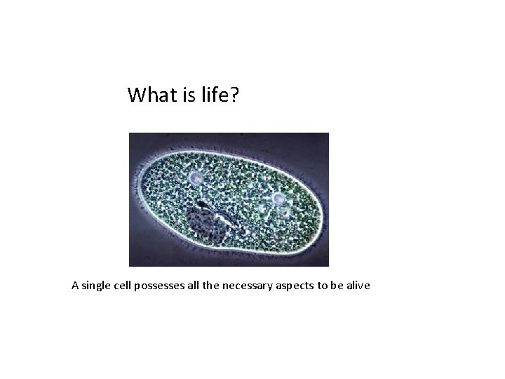 What is life? A single cell possesses all the necessary aspects to be alive