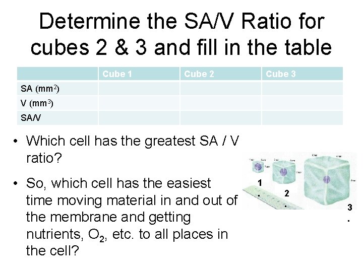 Determine the SA/V Ratio for cubes 2 & 3 and fill in the table